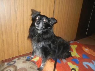 Setka